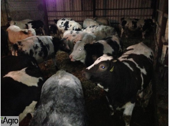 200 Jałówek Belgian Blue i Limusine- SPRZEDAM!!