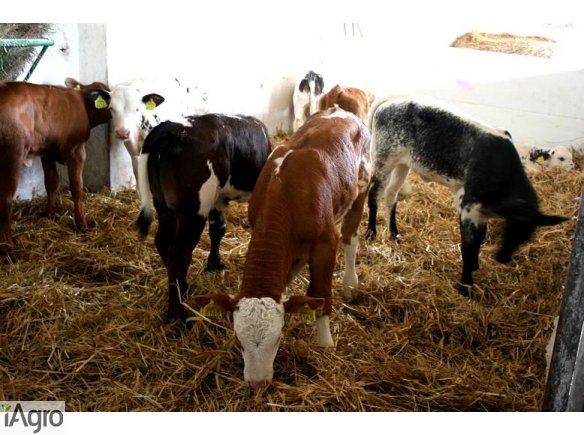 Cielęta MIĘSNE-HF- SPRZEDAM!!