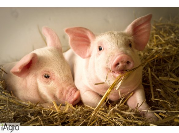 Warchlaki Duńskie- SPRZEDAŻ I KONTRAKTACJA