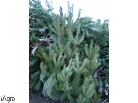 Ukraina.Gospodarstwo lesne,choinki sosnowe 15zl