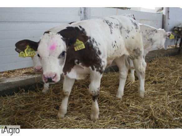 Rasowe Cielęta MIĘŚNE, HF- SPRZEDAŻ!!