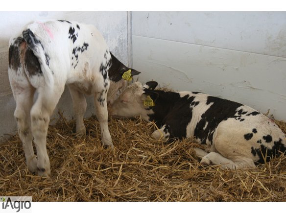 Sprzedam Cielęta MIĘSNE, HF- RATY!!