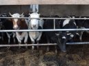 20 jałówek cielnych