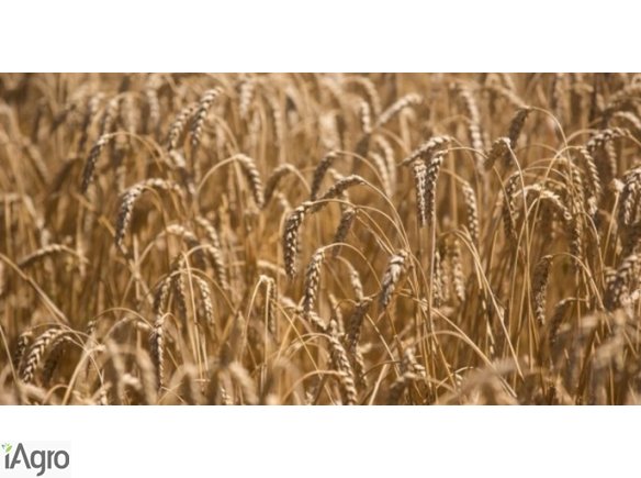 Ukraina.Grunty rolne.Sloma zbozowa,rzepakowa,lniana.Od 80 zl/tona