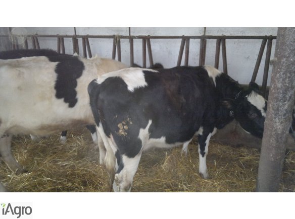 Sprzedam jałówki wysokocielne