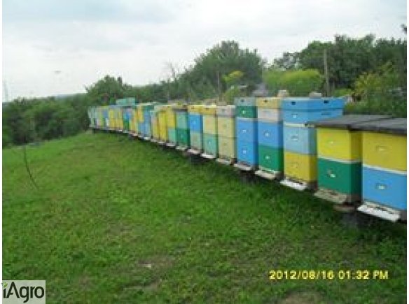 Pszczoły,odkłady pszczele