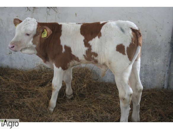 Cielęta MIĘSNE- Sprzedam!! Możliwść TRANSPORTU!!