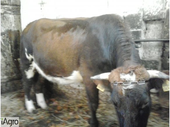 Sprzedam jałówkę tanio