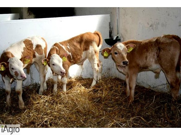 Cielęta MIĘSNE, HF- SPRZEDAM!!