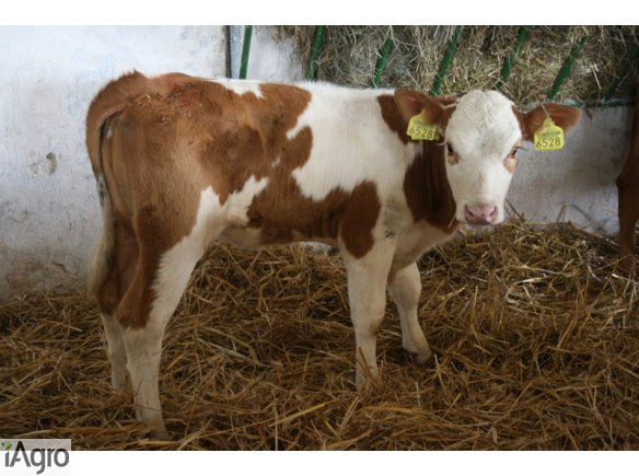 Rasowe Cielęta- SPRZEDAM!!