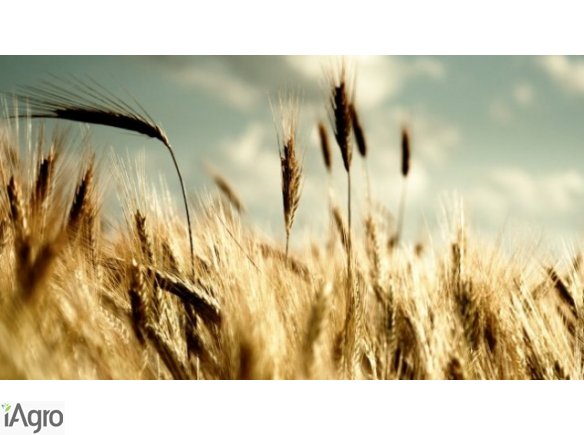 KUPIĘ ZBOŻA RÓŻNEGO RODZAJU