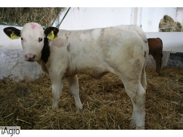 Cielęta MIĘSNE- SPRZEDAM!!