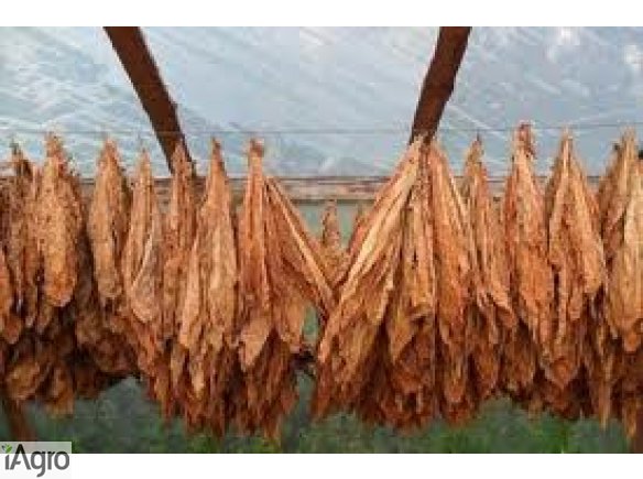 Liście Tytoniu Virginia Burley