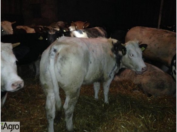 Sprzedam ok. 500 kg jałówki mięsne!!!