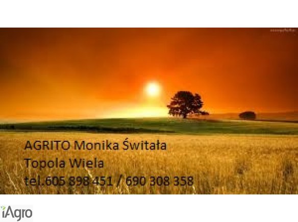 Kupię wszystkie zboża paszowe i konsumpcyjne, ZAPRASZAM DO WSPÓŁPRACY