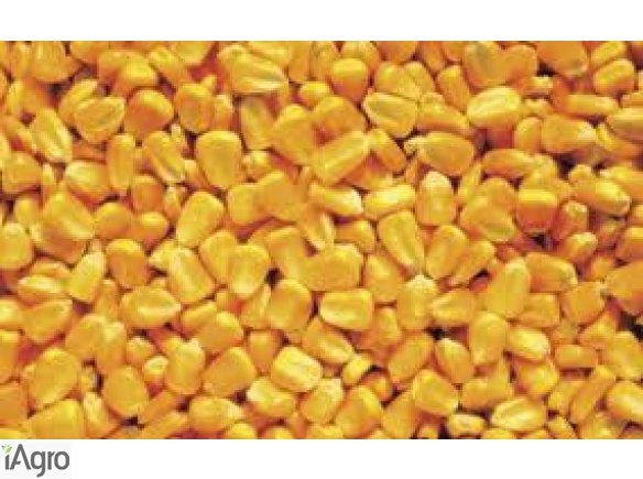 Kupię grykę, proso, kukurydzę konsumpcyjną, jęczmień, pszenicę, wykę.  Płacę gotówką na załadunku. Odbieram własnym transportem na terenie całego kraju.  kamila@kampolrusiec.pl +48502-522-700