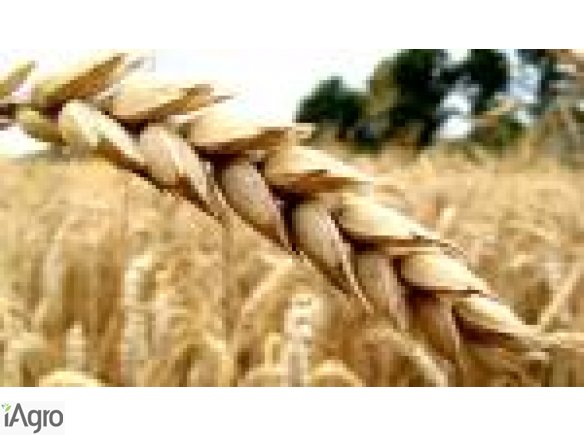 Kupię grykę, proso, kukurydzę konsumpcyjną, jęczmień, pszenicę, wykę.  Płacę gotówką na załadunku. Odbieram własnym transportem na terenie całego kraju.  kamila@kampolrusiec.pl +48502-522-700