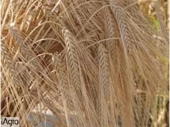 Kupię grykę, proso, kukurydzę konsumpcyjną, jęczmień, pszenicę, wykę.  Płacę gotówką na załadunku. Odbieram własnym transportem na terenie całego kraju.  kamila@kampolrusiec.pl +48502-522-700