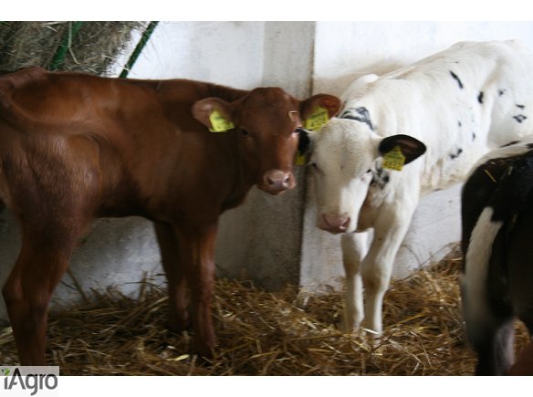 Cielęta Mięsne, Hf- SPRZEDAŻ!! TRANSPORT!!