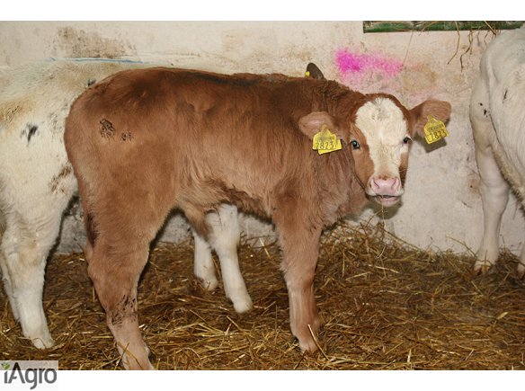 Rasowe CIELĘTA MIĘSNE, HF- SPRZEDAŻ!!