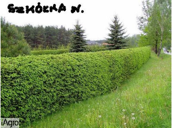 świerk żywopłotowy, tuje, jałowce, cyprysiki - cała Polska