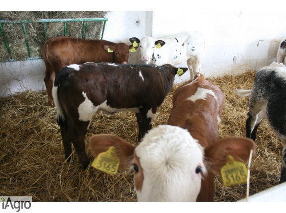 Rasowe CIELĘTA- SPRZEDAM!!