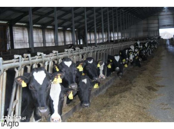 Sprzedam jałówki z importu DANIA 