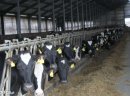 Sprzedam jałówki z importu DANIA 