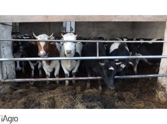 Jałówki cielne na lutego13 szt