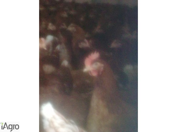 KURY-młode-MESSA ROSSA przeznaczone na wolny wybieg 25tyg... 