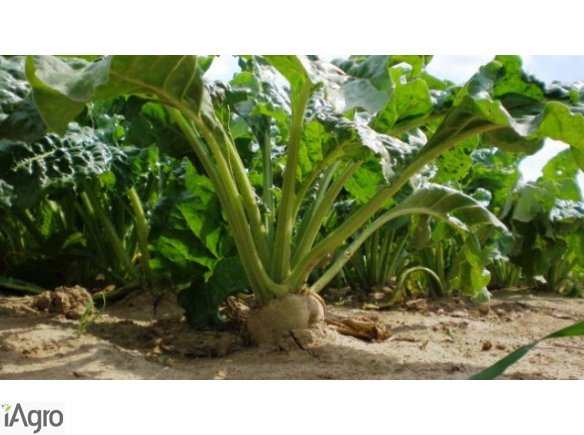 Kupię limit buraczany KSC Krasnystaw 