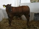 Rasowe Cielęta SPRZEDAM  - zdjęcie 1