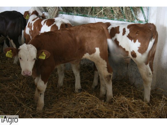 Rasowe Cielęta SPRZEDAM 