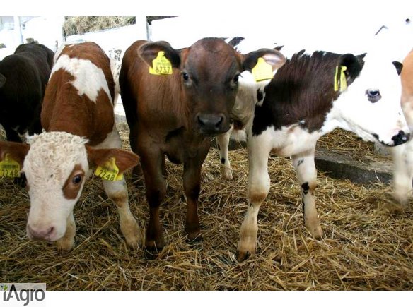 Rasowe cielęta- SPRZEDAŻ!!