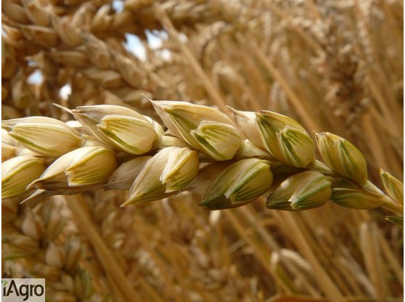 Kupię wszystkie zboża