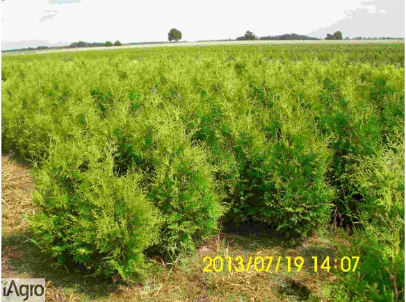Thuja Tuja BRABANT wys. 120cm.-140cm.-13,70 zł/szt NAJTANIEJ PROMOCJA
