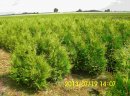 Thuja Tuja BRABANT wys. 120cm.-140cm.-13,70 zł/szt NAJTANIEJ PROMOCJA