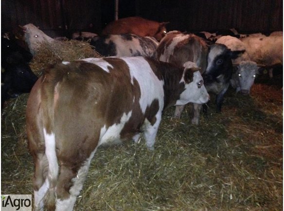 Sprzedam ok. 500 kg jałówki mięsne!!!