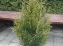 Thuja Aureospicata( PIĘKNIEJSZA OD ODMIANY BRABANT!)120-140cm/13,70zł - zdjęcie 1