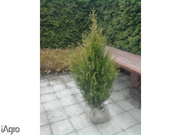 Thuja Aureospicata( PIĘKNIEJSZA OD ODMIANY BRABANT!)120-140cm/13,70zł