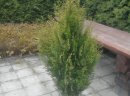 Thuja Aureospicata( PIĘKNIEJSZA OD ODMIANY BRABANT!)120-140cm/13,70zł