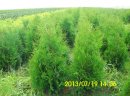 Thuja Tuja BRABANT wys. 120cm.-140cm.-13,70 zł/szt NAJTANIEJ PROMOCJA - zdjęcie 2