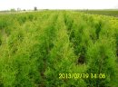 Thuja Tuja BRABANT wys. 120cm.-140cm.-13,70 zł/szt NAJTANIEJ PROMOCJA - zdjęcie 1