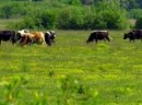 Ukraina.Krowy jalowki od 1000 zl/szt,mleko 4%.Cena 0,90 zl/litr - zdjęcie 6
