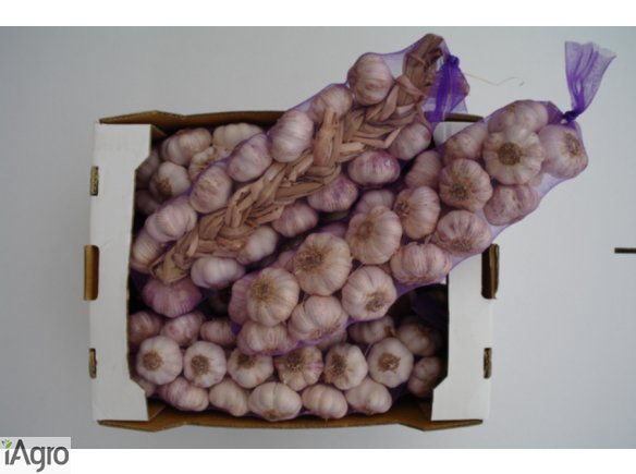 Czosnek - warkocze