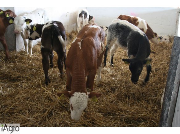 Rasowe Cielęta MIĘSNE- SPRZEDAM!!