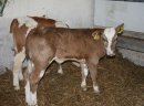 Rasowe Cielęta MIĘSNE- SPRZEDAM - zdjęcie 1