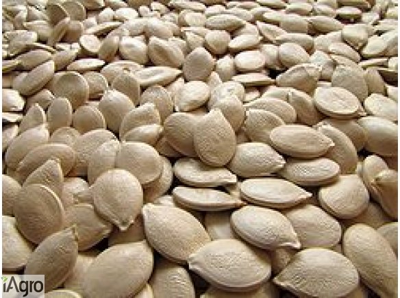 Kupię pestki dyni , proso, len 