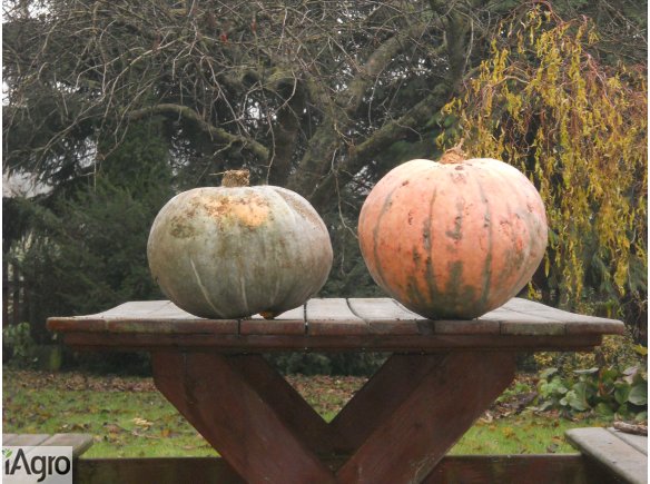 Nasiona dyni pastewnej