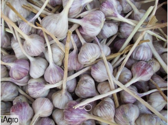 Czosnek hurt/detal -- Cała Polska 